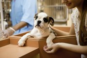 6 Tips First-Time Dog Parents Should Know Before Adopting