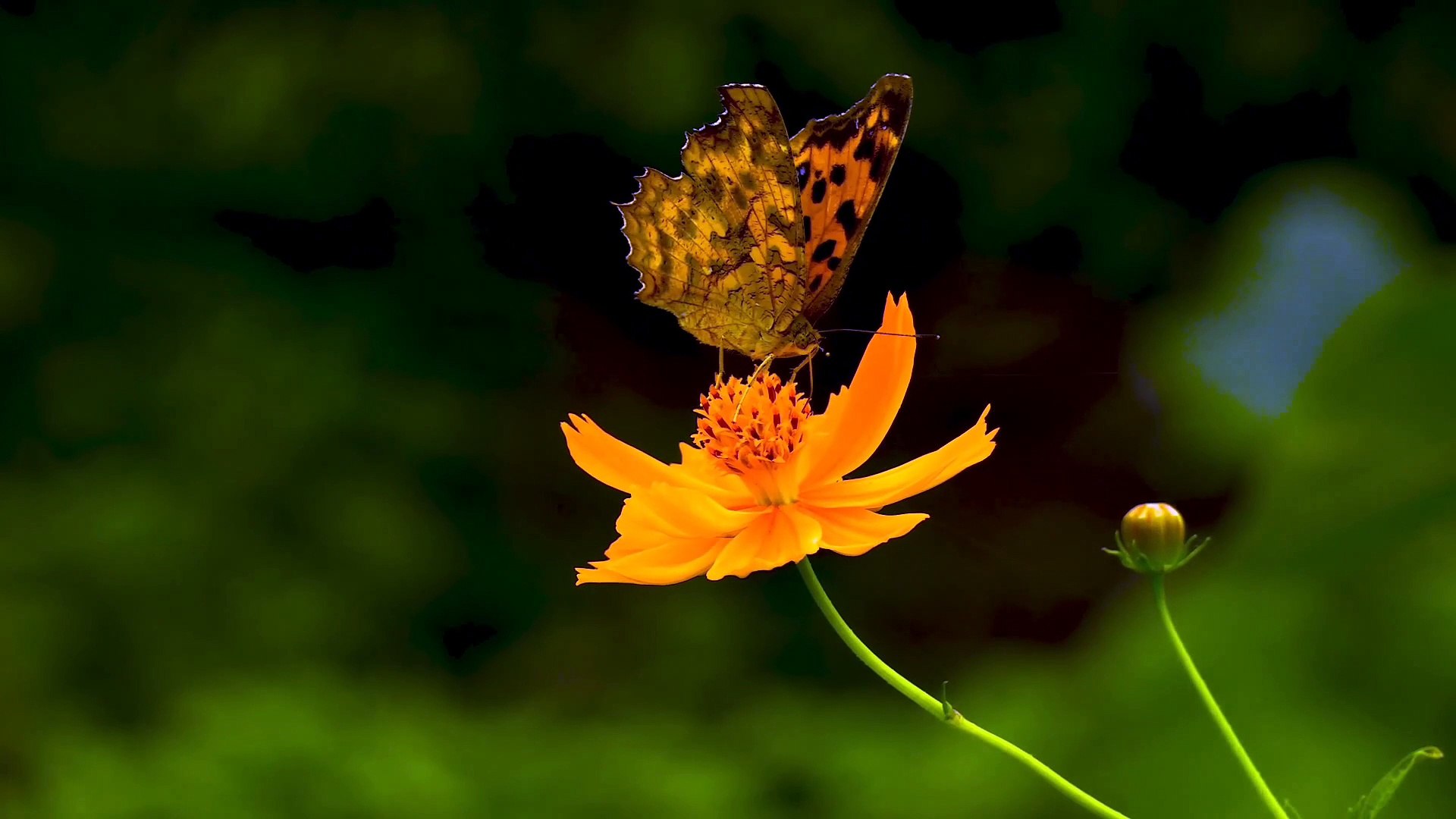 Relaxing Piano Music • Sleep Music, Water Sounds, Relaxing Music, Meditation Music