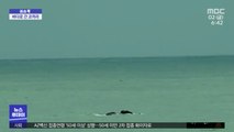 [이슈톡] 사람 피하려던 코끼리…해안에 갇혔다가 구조