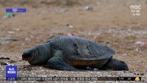 [이슈톡] 선박 침몰 스리랑카…바다 동물 떼죽음