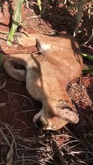 Onça-parda é resgatada às margens de rodovia no Paraná