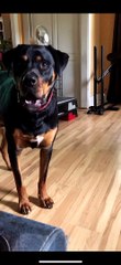 Mondu the Rotty Vocalizes When he Stretches