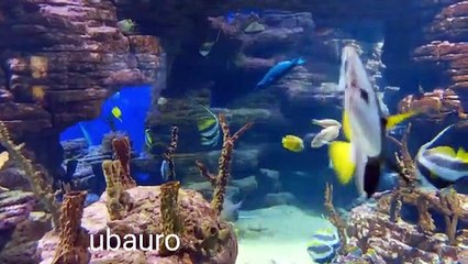 Real Nature beautiful amazing fish 