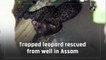 Trapped leopard rescued from well in Assam