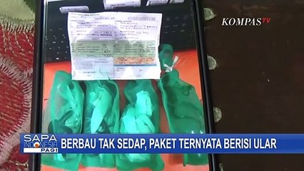 Berbau Tak Sedap, Paket Ternyata Berisi Ular