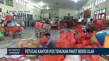 Bahaya! Paket Pos Berisi Ular, Petugas Langsung Kembalikan ke Alamat Pengirim