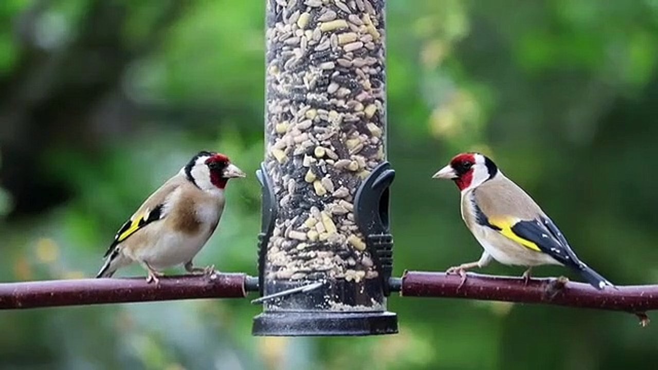 Best animal video, wildlife video, wildlife animal video, monkey funny videos, wild monkey video, funny videos, Beautiful birds,bird video, funny birds video,