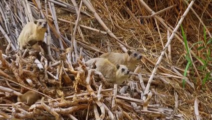 Les réseaux sociaux des animaux - Les copains d'abord