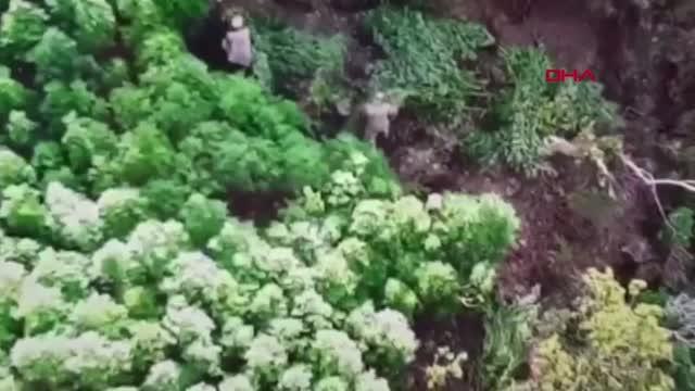 TURGUTLU'DA 10 BİN KÖK HİNT KENEVİRİ İLE 10 KİLO KUBAR ESRAR ELE GEÇİRİLDİ; 2 GÖZALTI