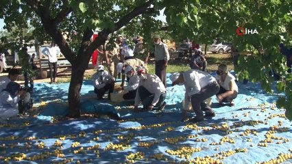 Malatya'da kayısı hasadı başladı