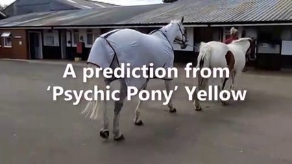 Sunderland 'Psychic Pony' predicts Ukraine v England score