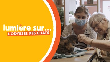 Ce couple propose des chats thérapeutes pour aider nos grands-parents