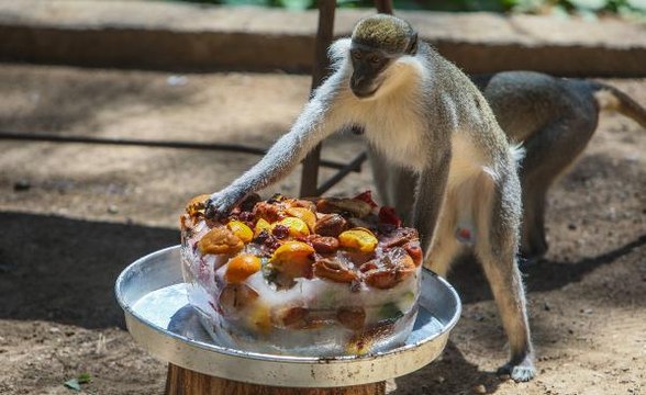 HAYVANLARA BUZLU MEYVELİ, FISKİYELİ SERİNLİK