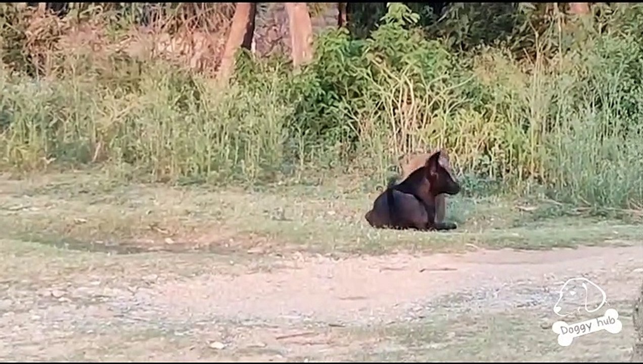 Street Dog vs Monkey candid and fun fight | Doggy hub