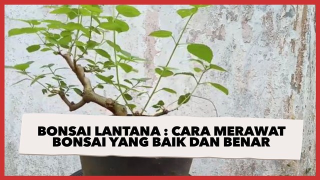 Bonsai Lantana : Cara Merawat Lengkap Cara Membentuk Bonsai yang Baik dan Benar