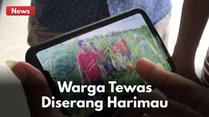 SEORANG PETANI DI DUMAI TEWAS DI TERKAM HARIMAU !!