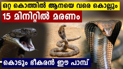 What happens if you get bitten by a king cobra? | Oneindia Malayalam