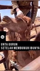 Unta Nangis Lucu Kocak