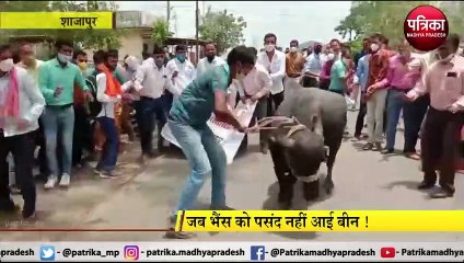 SAJAPUR: भैंस को पसंद नहीं आई बीन !