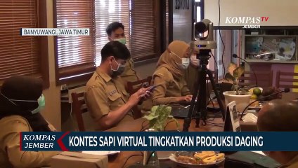 Kontes Sapi Virtual, Upaya Meningkatkan Produksi Daging di saat Pandemi Covid-19