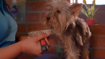Hairdresser combing the hair of a small dog