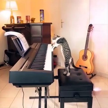 Funniest Cats - Don't try to hold back Laughter - Funny Cats Life