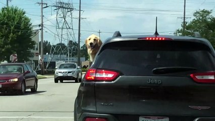 Doggy Can't Contain Her Excitement Over Trip to the River