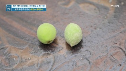 발효액의 양대 산맥, 매실 vs 개복숭아! 효능 차이는?