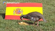 'Tako', la perdiz que pronostica una rotunda victoria de España ante Suiza