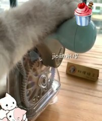 MY CRAZY CAT MISHI MAKES ME A COCKTAIL