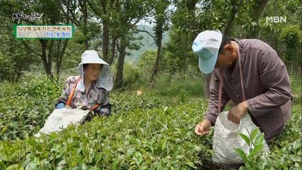 손 빠른 아내와 여유로운 남편! 찻잎을 따면서도 티격태격!?