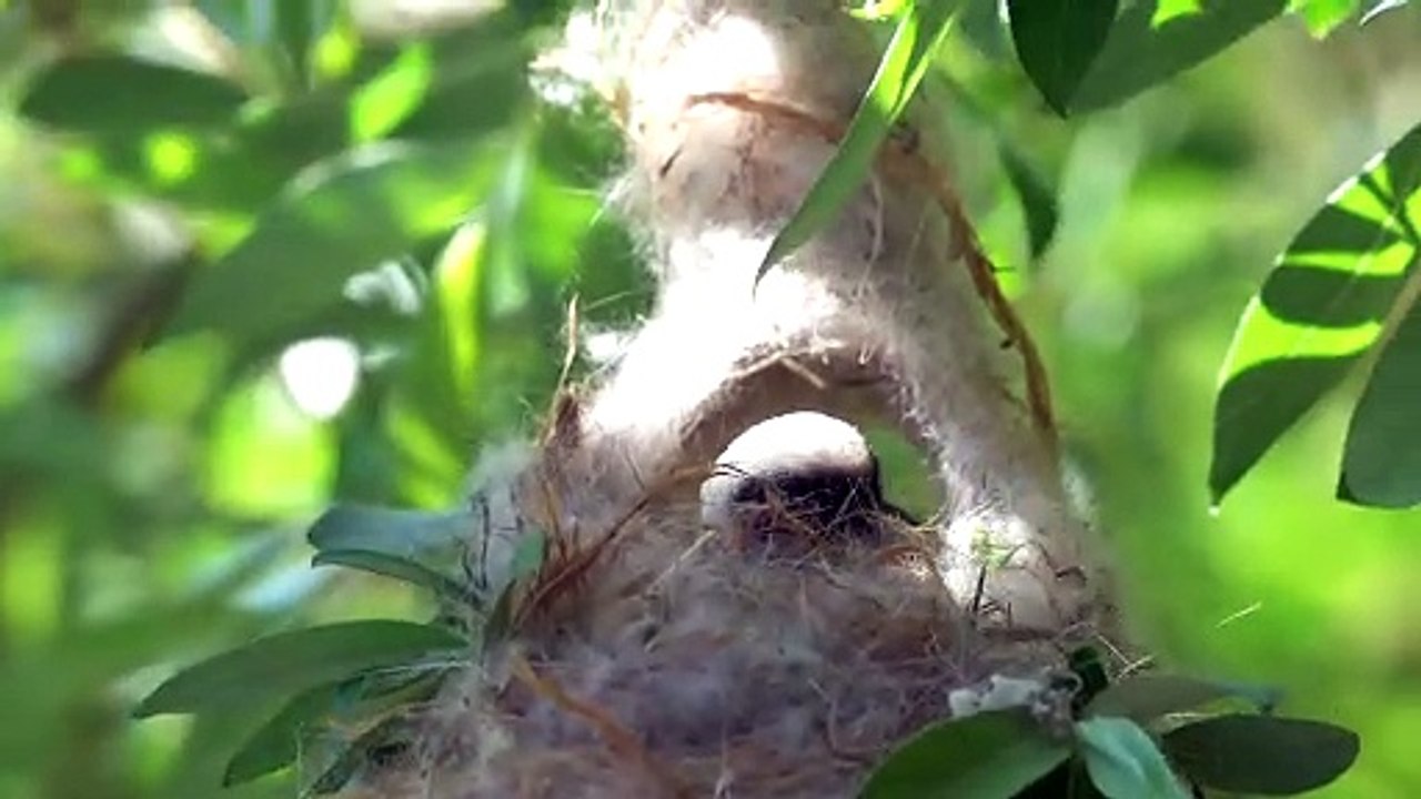 Beutelmeise im Alpenzoo (Video: C. Böhm)