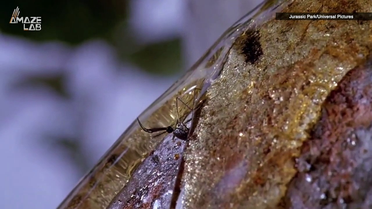 Perfectly Preserved Insect From the Triassic Period Has Been Discovered in Dino Poo