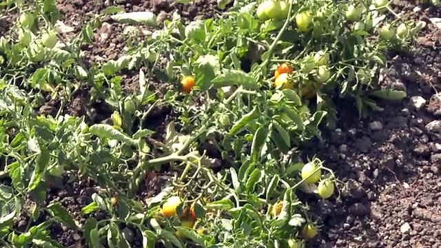 Scienza&Salute: pregi e difetti del pomodoro con l’immunologo Mauro Minelli