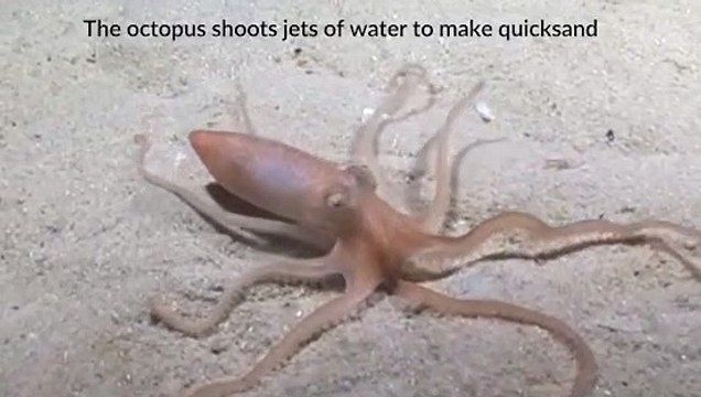 Ahtapot kendine hayran bırakıyor!