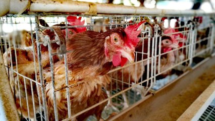 EU Aims to End Caged Animal Farming by 2027