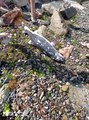 Ölü yunus balığı yavrusu kıyıya vurdu