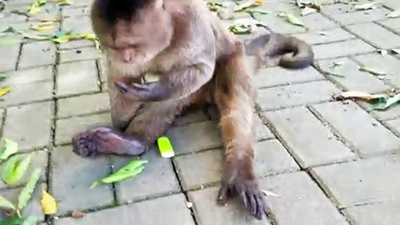 Monkey Learns to Use Lighter