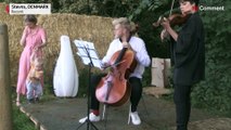 Danimarka'da iki müzisyen sığır sürüsüne müzik ziyafeti sunuyor