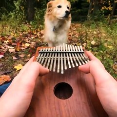 Cute Dog With A Pleasant Music