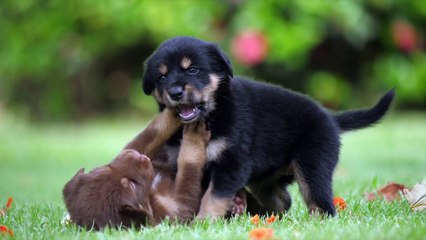 SO CUTE PUPPIES THAT YOU WILL FALL IN LOVE