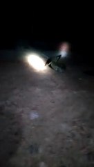 Anak Buaya Masuk Pemukiman Perumahan || Buaya Sangatta