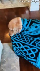 Golden Carries Around Favorite Blanket