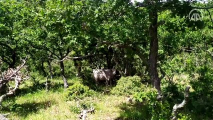 Soyu koruma altındaki 'boz sığır'lar için üreticiye destek