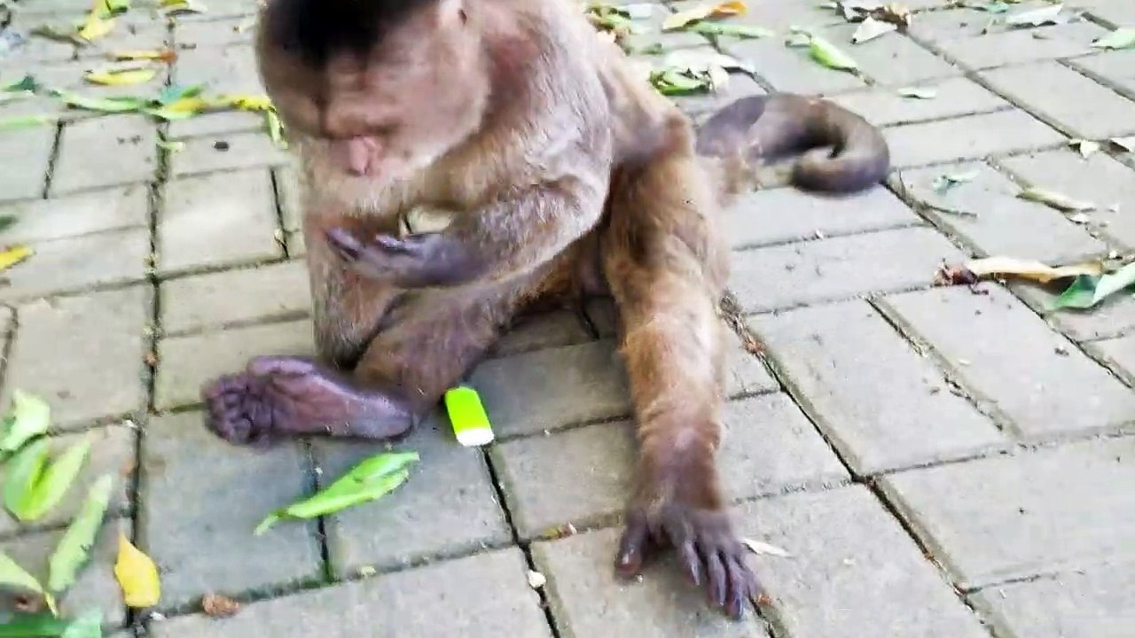 Ce singe fait du feu plus vite que les aventuriers de Koh-lanta... mais se crame les poils aussi