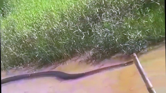 Ces touristes croisent la route d'un énorme anaconda... Monstre impressionnant