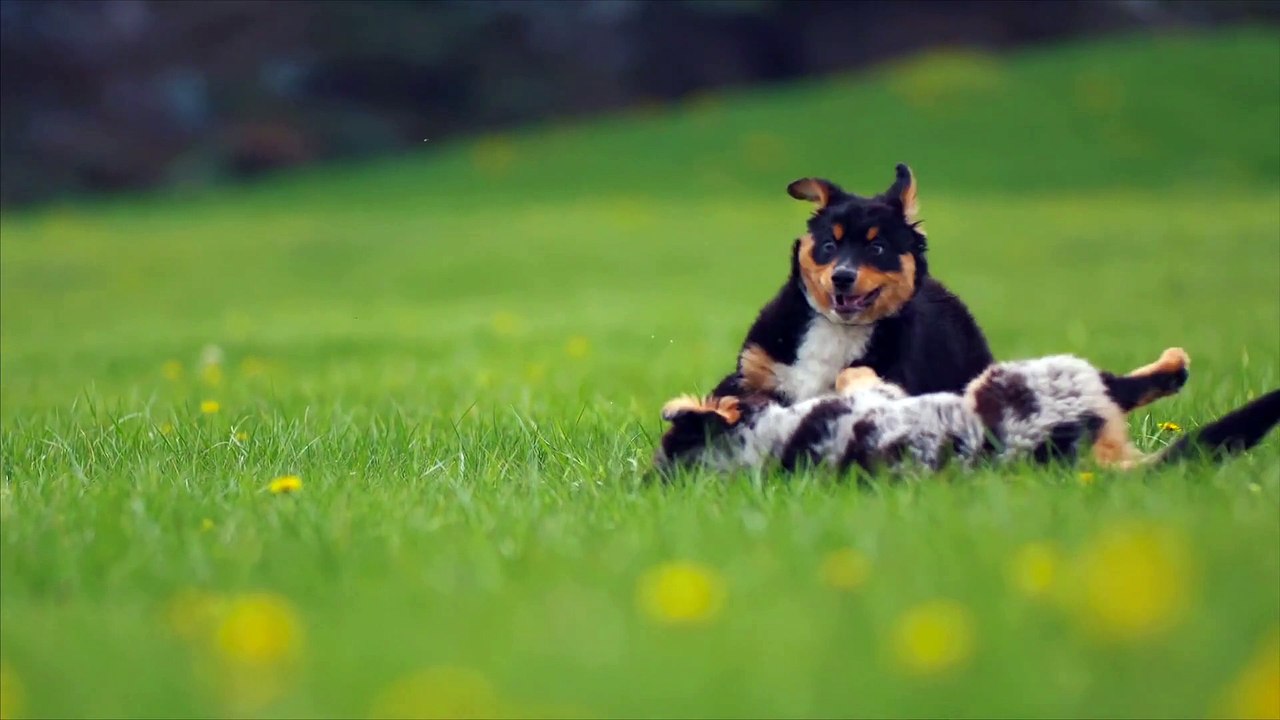 Puppy Playing