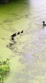 Tufted Ducklings Paddle After Disappearing Diving Mom