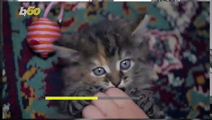 If You Think Your Cat is Ignoring You, You May Be On to Something