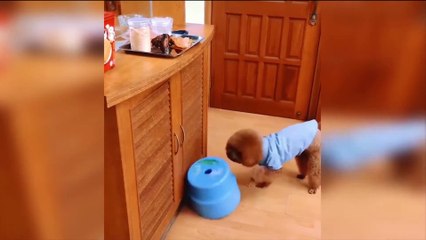 Baby Dogs Video -  Cute Pets And Funny Animals Compilation